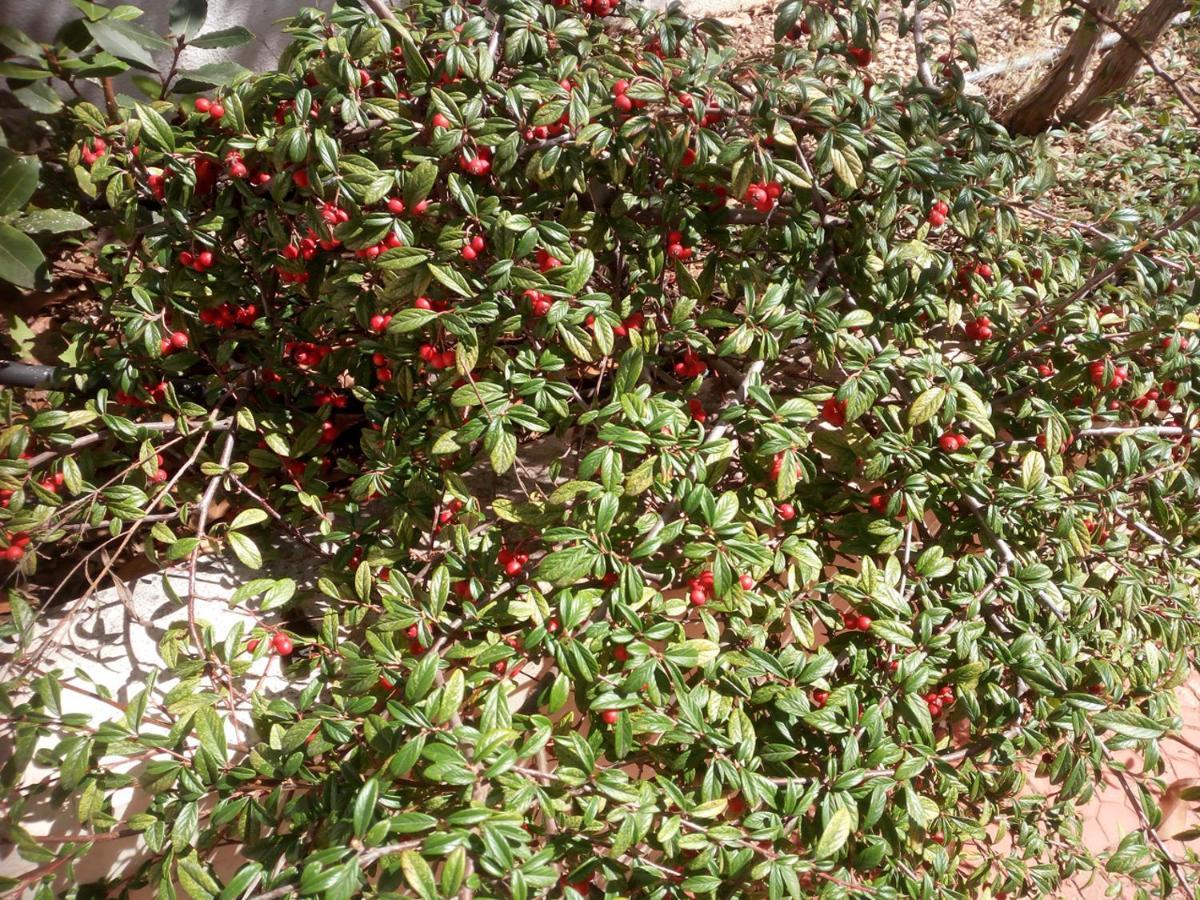 Il Giardino Di Niu Acomodação com café da manhã Palombaio Exterior foto